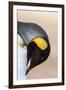 King Penguin, Falkland Islands, South Atlantic. Portrait-Martin Zwick-Framed Photographic Print