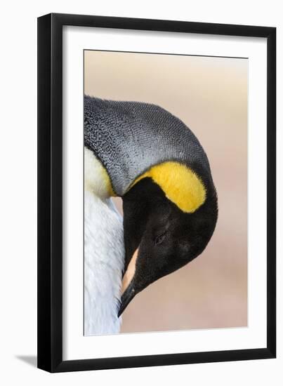 King Penguin, Falkland Islands, South Atlantic. Portrait-Martin Zwick-Framed Photographic Print