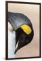 King Penguin, Falkland Islands, South Atlantic. Portrait-Martin Zwick-Framed Photographic Print