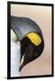 King Penguin, Falkland Islands, South Atlantic. Portrait-Martin Zwick-Framed Photographic Print