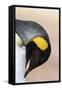 King Penguin, Falkland Islands, South Atlantic. Portrait-Martin Zwick-Framed Stretched Canvas