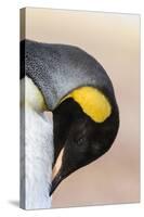 King Penguin, Falkland Islands, South Atlantic. Portrait-Martin Zwick-Stretched Canvas