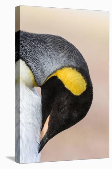 King Penguin, Falkland Islands, South Atlantic. Portrait-Martin Zwick-Stretched Canvas