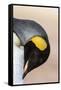 King Penguin, Falkland Islands, South Atlantic. Portrait-Martin Zwick-Framed Stretched Canvas
