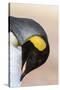 King Penguin, Falkland Islands, South Atlantic. Portrait-Martin Zwick-Stretched Canvas