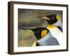 King Penguin, Falkland Islands, South Atlantic. Portrait-Martin Zwick-Framed Photographic Print