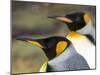 King Penguin, Falkland Islands, South Atlantic. Portrait-Martin Zwick-Mounted Photographic Print