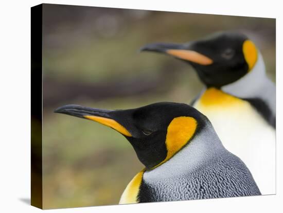 King Penguin, Falkland Islands, South Atlantic. Portrait-Martin Zwick-Stretched Canvas