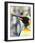 King Penguin, Falkland Islands, South Atlantic. Portrait-Martin Zwick-Framed Photographic Print