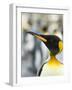 King Penguin, Falkland Islands, South Atlantic. Portrait-Martin Zwick-Framed Photographic Print