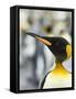 King Penguin, Falkland Islands, South Atlantic. Portrait-Martin Zwick-Framed Stretched Canvas