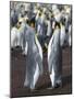 King Penguin, Falkland Islands, South Atlantic-Martin Zwick-Mounted Photographic Print