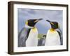 King Penguin, Falkland Islands, South Atlantic-Martin Zwick-Framed Photographic Print
