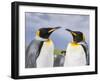 King Penguin, Falkland Islands, South Atlantic-Martin Zwick-Framed Photographic Print