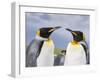 King Penguin, Falkland Islands, South Atlantic-Martin Zwick-Framed Photographic Print