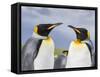 King Penguin, Falkland Islands, South Atlantic-Martin Zwick-Framed Stretched Canvas