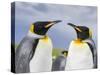 King Penguin, Falkland Islands, South Atlantic-Martin Zwick-Stretched Canvas