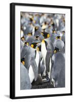 King Penguin, Falkland Islands, South Atlantic-Martin Zwick-Framed Photographic Print