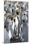 King Penguin, Falkland Islands, South Atlantic-Martin Zwick-Mounted Photographic Print