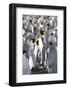 King Penguin, Falkland Islands, South Atlantic-Martin Zwick-Framed Photographic Print