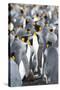 King Penguin, Falkland Islands, South Atlantic-Martin Zwick-Stretched Canvas