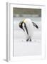 King Penguin, Falkland Islands, South Atlantic-Martin Zwick-Framed Photographic Print