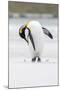 King Penguin, Falkland Islands, South Atlantic-Martin Zwick-Mounted Photographic Print