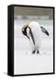 King Penguin, Falkland Islands, South Atlantic-Martin Zwick-Framed Stretched Canvas