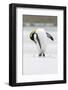 King Penguin, Falkland Islands, South Atlantic-Martin Zwick-Framed Photographic Print