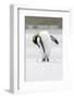 King Penguin, Falkland Islands, South Atlantic-Martin Zwick-Framed Photographic Print