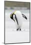 King Penguin, Falkland Islands, South Atlantic-Martin Zwick-Mounted Photographic Print