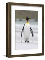 King Penguin, Falkland Islands, South Atlantic-Martin Zwick-Framed Photographic Print