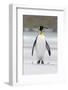 King Penguin, Falkland Islands, South Atlantic-Martin Zwick-Framed Photographic Print