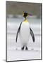 King Penguin, Falkland Islands, South Atlantic-Martin Zwick-Mounted Photographic Print