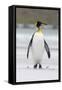 King Penguin, Falkland Islands, South Atlantic-Martin Zwick-Framed Stretched Canvas