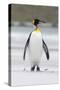 King Penguin, Falkland Islands, South Atlantic-Martin Zwick-Stretched Canvas