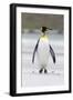 King Penguin, Falkland Islands, South Atlantic-Martin Zwick-Framed Photographic Print