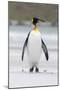 King Penguin, Falkland Islands, South Atlantic-Martin Zwick-Mounted Photographic Print