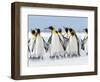 King Penguin, Falkland Islands.-Martin Zwick-Framed Photographic Print