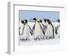 King Penguin, Falkland Islands.-Martin Zwick-Framed Photographic Print