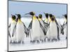 King Penguin, Falkland Islands.-Martin Zwick-Mounted Photographic Print