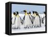 King Penguin, Falkland Islands.-Martin Zwick-Framed Stretched Canvas