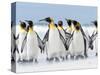 King Penguin, Falkland Islands.-Martin Zwick-Stretched Canvas