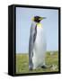 King Penguin, Falkland Islands.-Martin Zwick-Framed Stretched Canvas