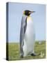 King Penguin, Falkland Islands.-Martin Zwick-Stretched Canvas