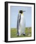 King Penguin, Falkland Islands.-Martin Zwick-Framed Photographic Print