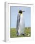 King Penguin, Falkland Islands.-Martin Zwick-Framed Photographic Print