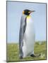 King Penguin, Falkland Islands.-Martin Zwick-Mounted Photographic Print