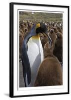 King Penguin Feeding Chick-Donald Paulson-Framed Giclee Print