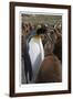 King Penguin Feeding Chick-Donald Paulson-Framed Giclee Print